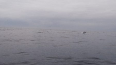 第二龍勢丸 釣果