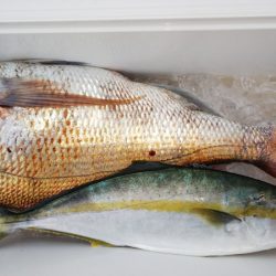 第二龍勢丸 釣果