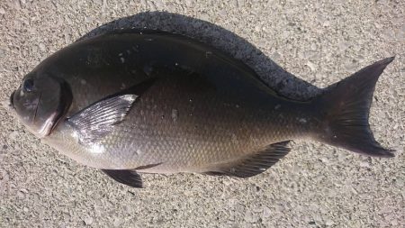 しば渡船 釣果