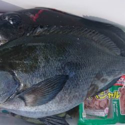 しば渡船 釣果