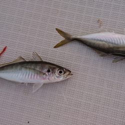 遊漁船 家入 釣果