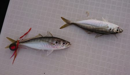 遊漁船 家入 釣果