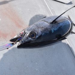 渡船屋たにぐち 釣果