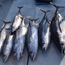 渡船屋たにぐち 釣果