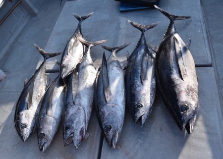 渡船屋たにぐち 釣果