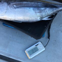 渡船屋たにぐち 釣果