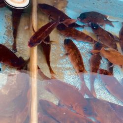 龍神丸（鹿児島） 釣果