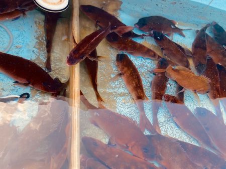 龍神丸（鹿児島） 釣果