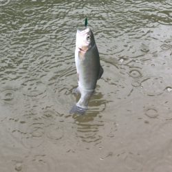 白州トラウトフィッシングエリア シルフ 釣果