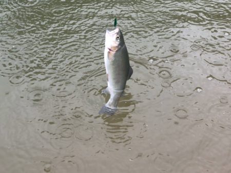 白州トラウトフィッシングエリア シルフ 釣果