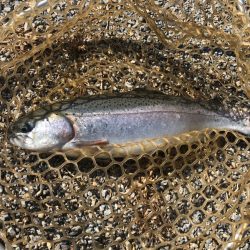 白州トラウトフィッシングエリア シルフ 釣果