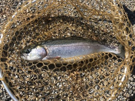 白州トラウトフィッシングエリア シルフ 釣果