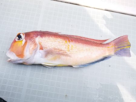 アマテラス 釣果