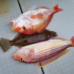 アマテラス 釣果