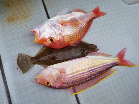 アマテラス 釣果