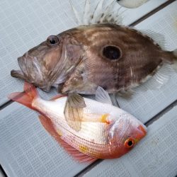 アマテラス 釣果