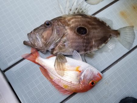 アマテラス 釣果