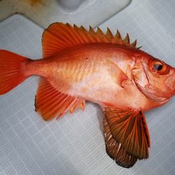 アマテラス 釣果