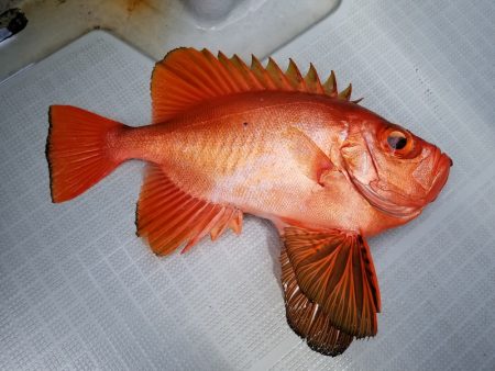アマテラス 釣果