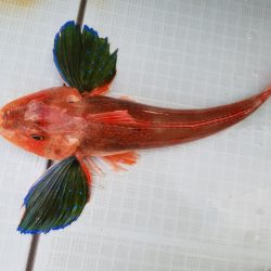 アマテラス 釣果