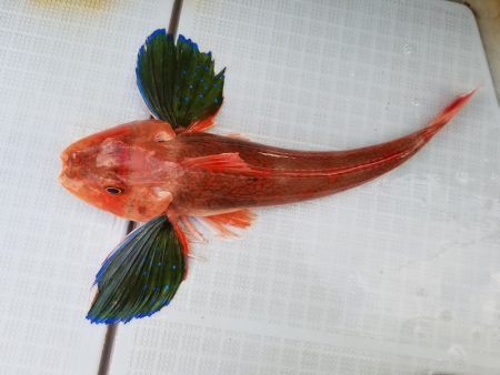 アマテラス 釣果