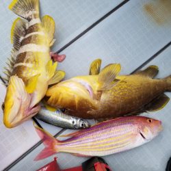 アマテラス 釣果