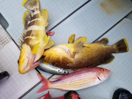 アマテラス 釣果