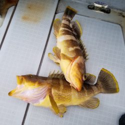 アマテラス 釣果