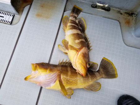 アマテラス 釣果