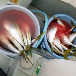 アマテラス 釣果