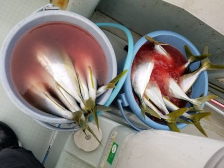 アマテラス 釣果