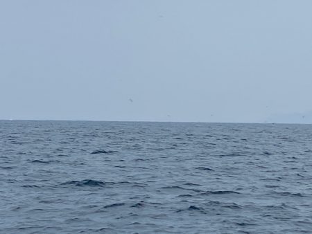 「LaGooN」蒼陽丸 日和号　 釣果