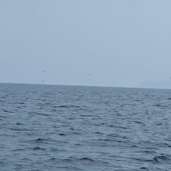 「LaGooN」蒼陽丸 日和号　 釣果