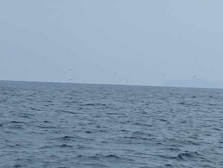 「LaGooN」蒼陽丸 日和号　 釣果