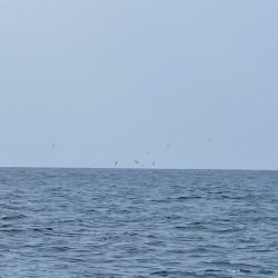 「LaGooN」蒼陽丸 日和号　 釣果