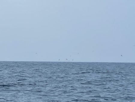 「LaGooN」蒼陽丸 日和号　 釣果