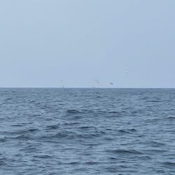 「LaGooN」蒼陽丸 日和号　 釣果