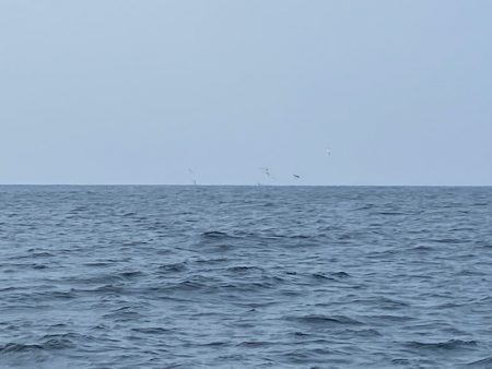 「LaGooN」蒼陽丸 日和号　 釣果
