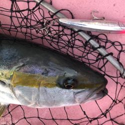 山正丸 釣果