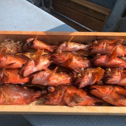 岡田釣船 八英丸 釣果