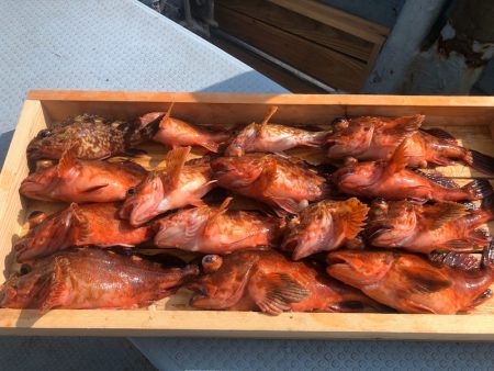 岡田釣船 八英丸 釣果