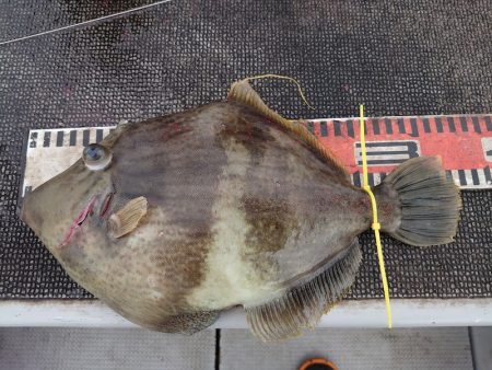 ブルースフィッシングサービス 釣果