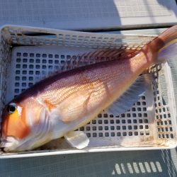 アマテラス 釣果