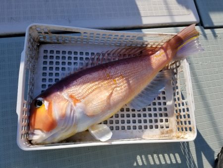 アマテラス 釣果