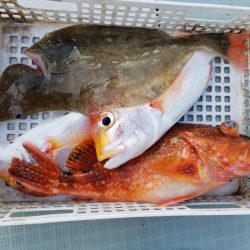 アマテラス 釣果