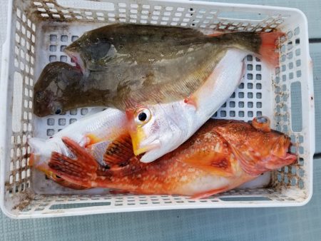 アマテラス 釣果