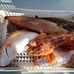 アマテラス 釣果