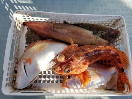 アマテラス 釣果