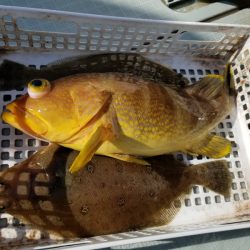 アマテラス 釣果