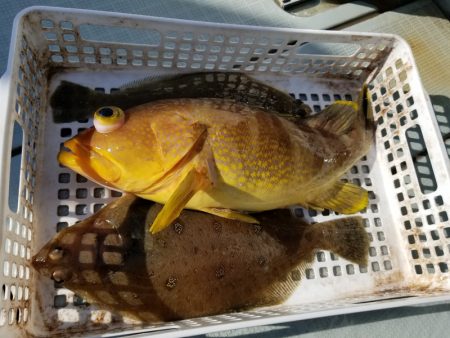 アマテラス 釣果